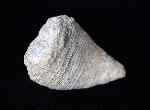 Calceola sandalina (LINNAEUS 1771) - Bild © FossNet FossilienStore